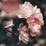 bush, rosebush, roses-4781627.jpg