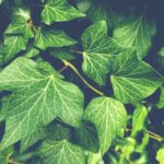 ivy, plants, leaves-3519431.jpg